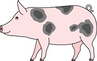 Muursticker Boerderij Varken