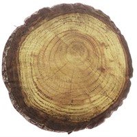 Houten Jaarring Kussen Forest Indoor 